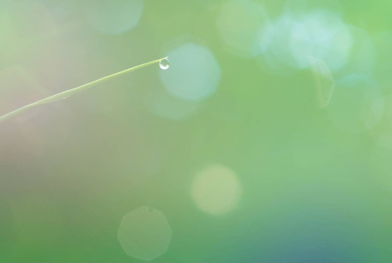 Dyrektywy warunkowe w Vue.js