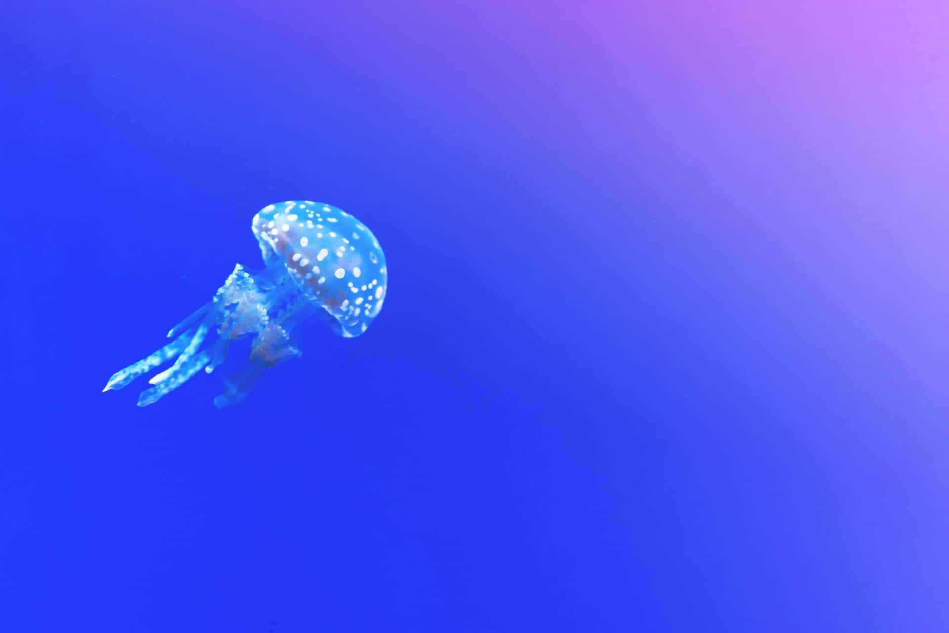 React Hooks a żądania do API